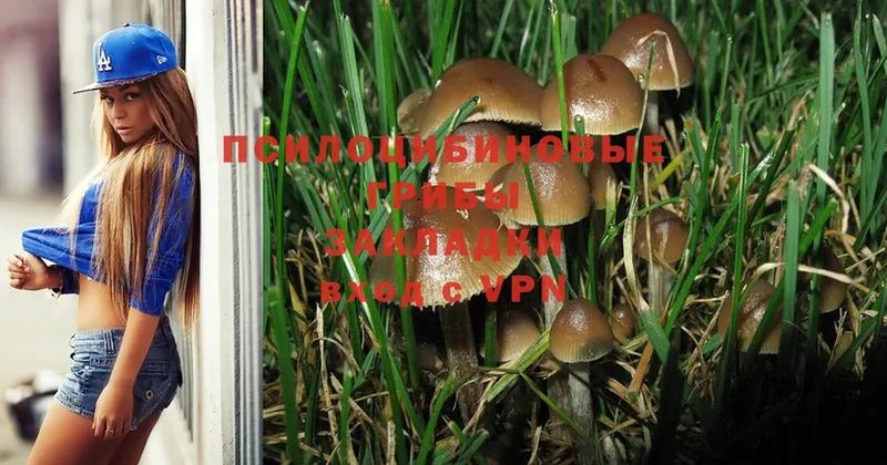 Галлюциногенные грибы Psilocybe  Тюкалинск 